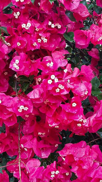 Bougainvillea Miami Pink (Bougainvillea glabra)