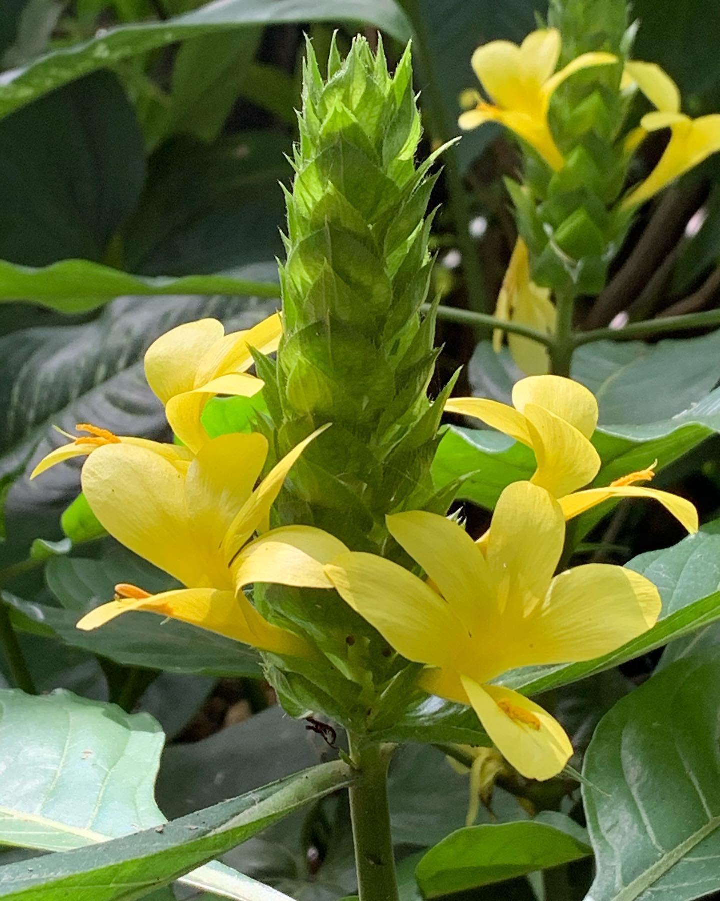 Barleria Multi planted (Barleria micans)