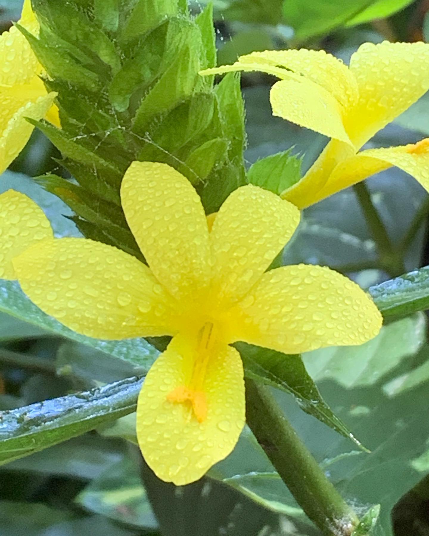 Barleria Multi planted (Barleria micans)