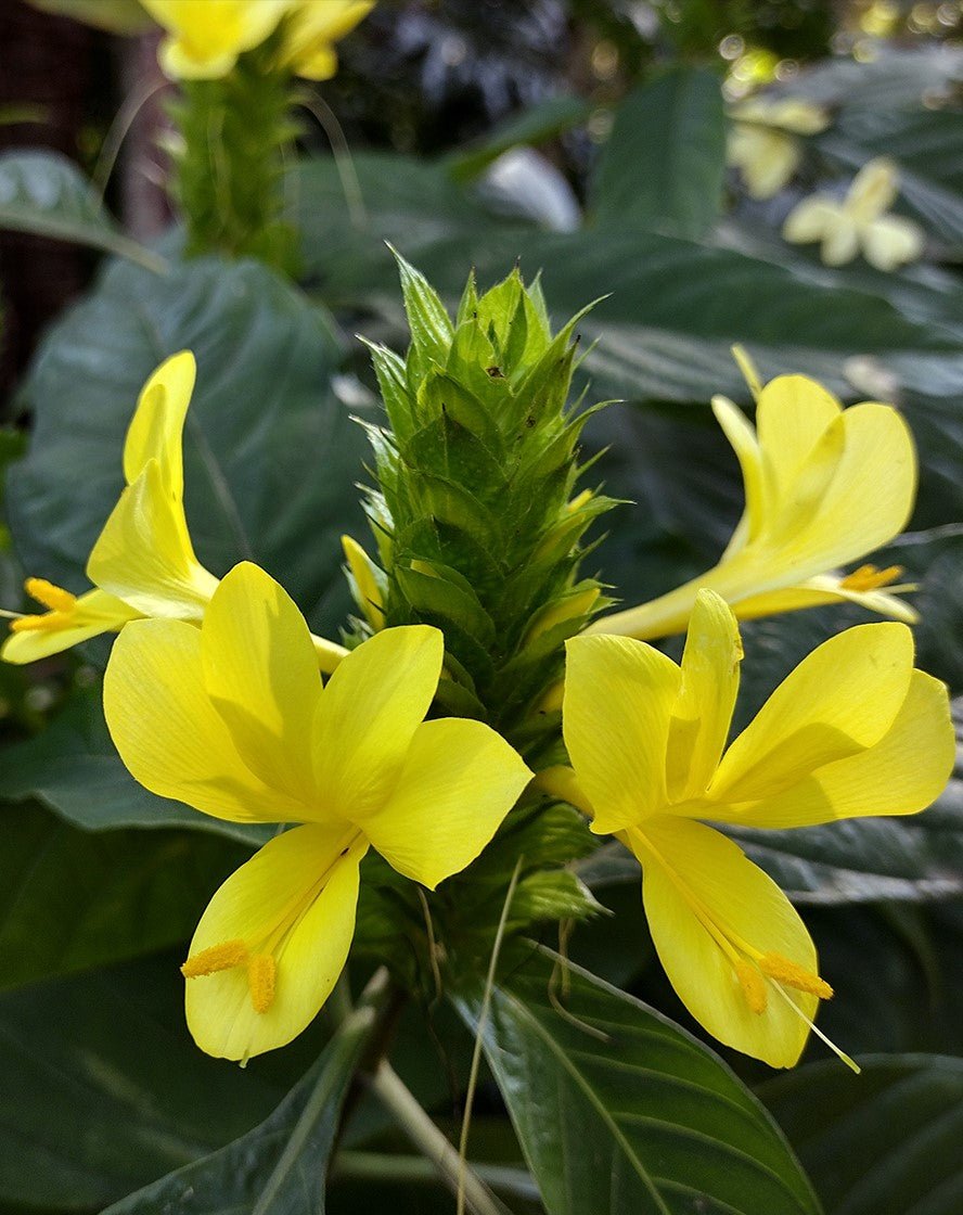 Barleria Multi planted (Barleria micans) - Ladybird Nursery