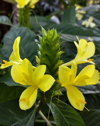 Barleria Multi planted (Barleria micans) - Ladybird Nursery