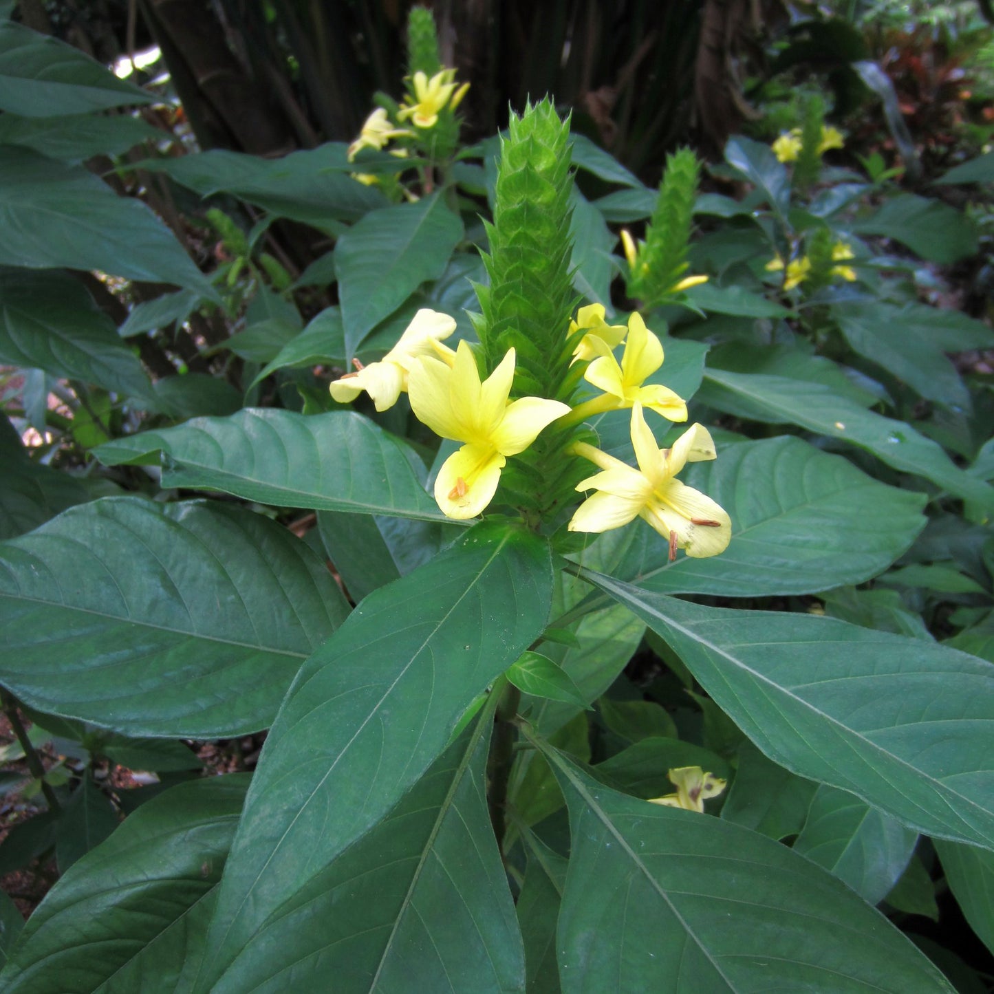 Barleria Multi planted (Barleria micans)