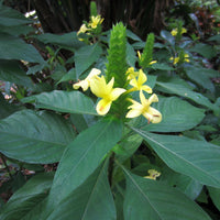 Barleria Multi planted (Barleria micans)