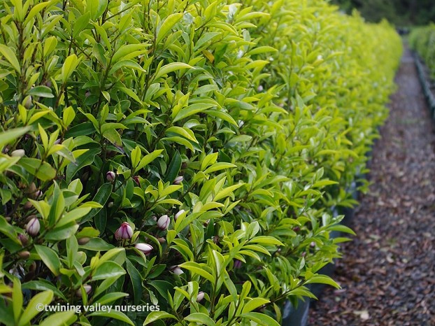 Port Wine Magnolia (Michelia figo) 250mm Pot PICK UP ONLY