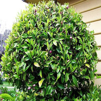 Port Wine Magnolia (Michelia figo) - Ladybird Nursery