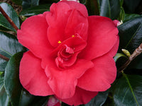 Camellia Midnight (Camellia japonica)