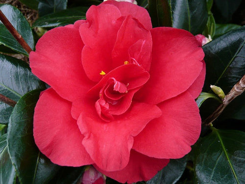 Camellia Midnight (Camellia japonica) - Ladybird Nursery