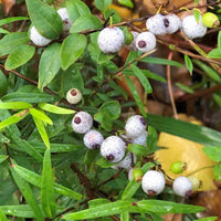 Native Plant Food - Ladybird Nursery