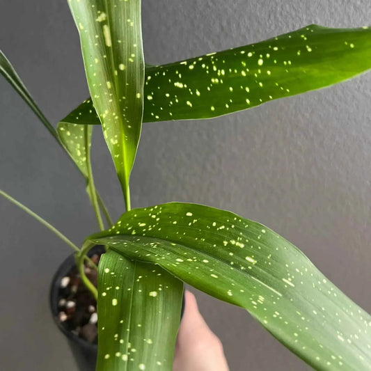 Cast Iron 'Milky Way' (Aspidistra) - Ladybird Nursery