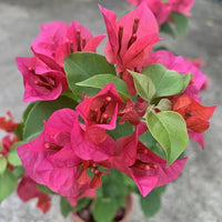 Bougainvillea Klong Fire (Bougainvillea glabra)