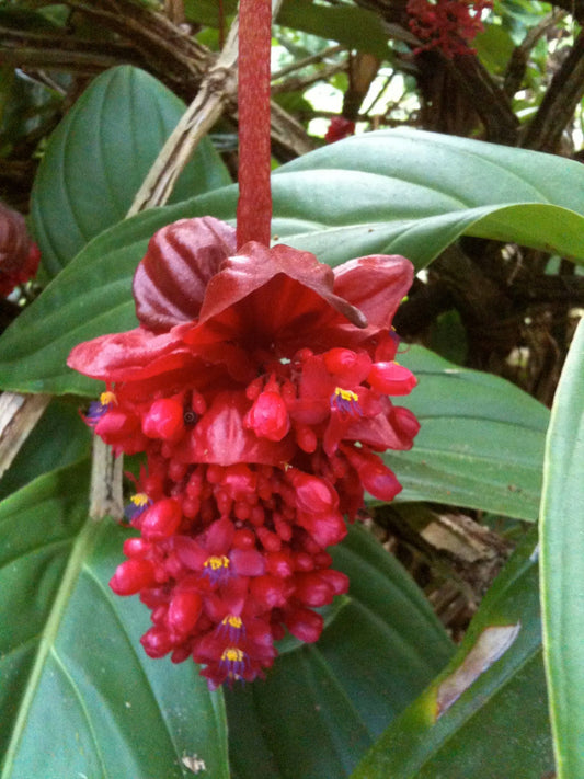 Medinilla ‘Miniata’ (Medinilla) - Ladybird Nursery