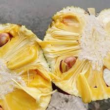 Dwarf Jackfruit 'Nangka Mini' - Ladybird Nursery