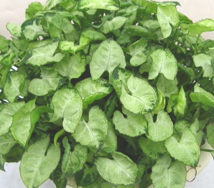Syngonium 'Mini Pixie' - Ladybird Nursery