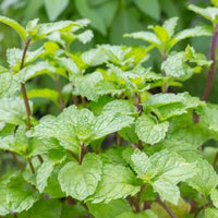 Mint Basil (Mentha × piperita)