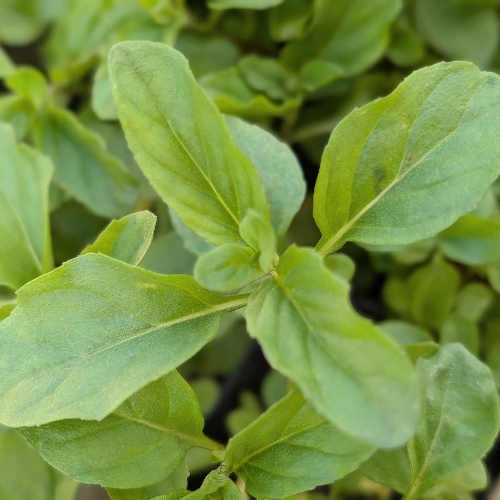 Mint Basil (Mentha × piperita)