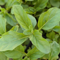 Mint Basil (Mentha × piperita)