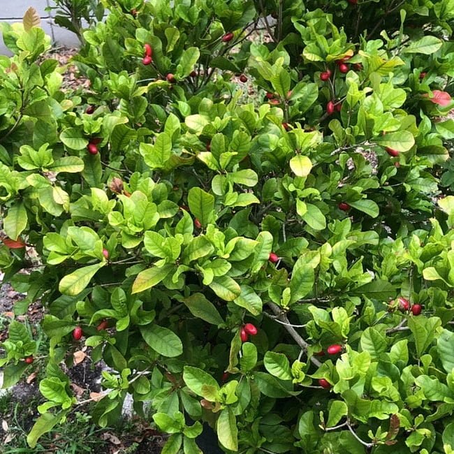 Miracle fruit Advanced 6l - Ladybird Nursery