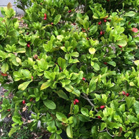 Miracle fruit Advanced 6l