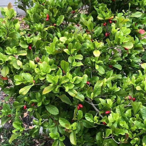 Miracle fruit Advanced 6l - Ladybird Nursery