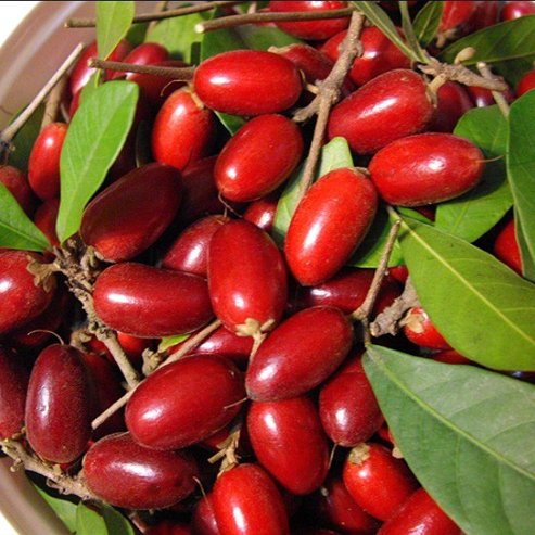 Miracle fruit Advanced 6l