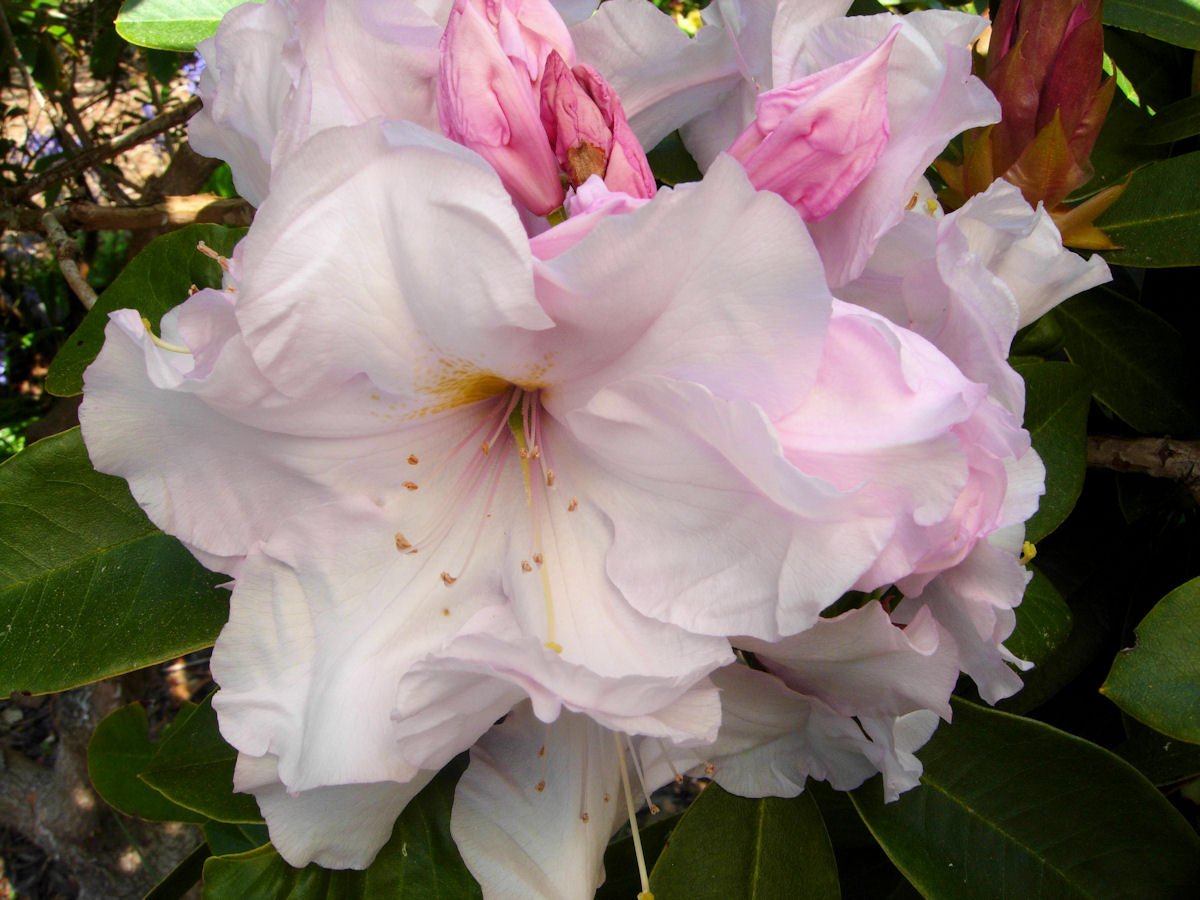 Rhododendron 'Van Nes Sensation' - Ladybird Nursery