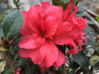 Azalea indica Mission Bells - Ladybird Nursery