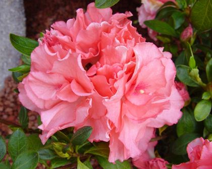 Azalea indica Mistral - Ladybird Nursery