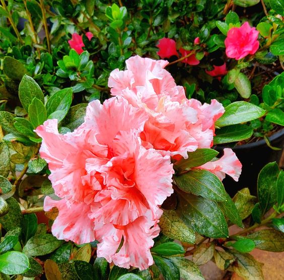 Azalea indica Mistral - Ladybird Nursery