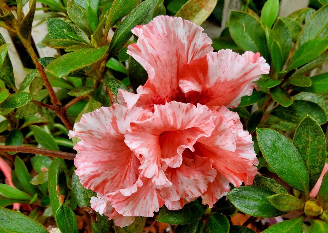Azalea indica Mistral - Ladybird Nursery
