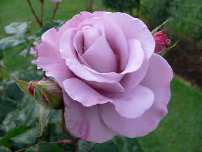 Rose Shocking Blue (Rosa) - Ladybird Nursery