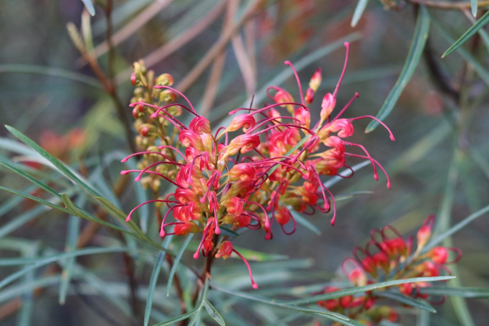 Grevillea Firesprite - Ladybird Nursery