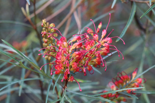 Grevillea Firesprite