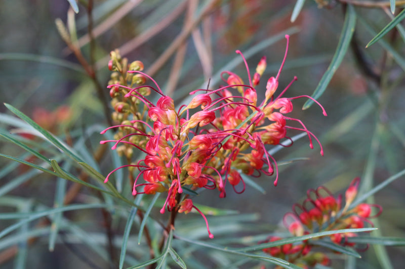Grevillea Firesprite