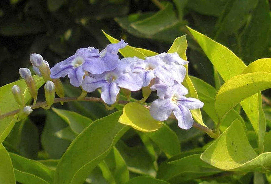 Golden Dewdrop Sheenas Minigold (Duranta erecta) - Ladybird Nursery