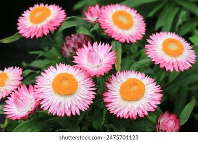 Paper Daisy Mohave Pink (Bracteantha) - Ladybird Nursery