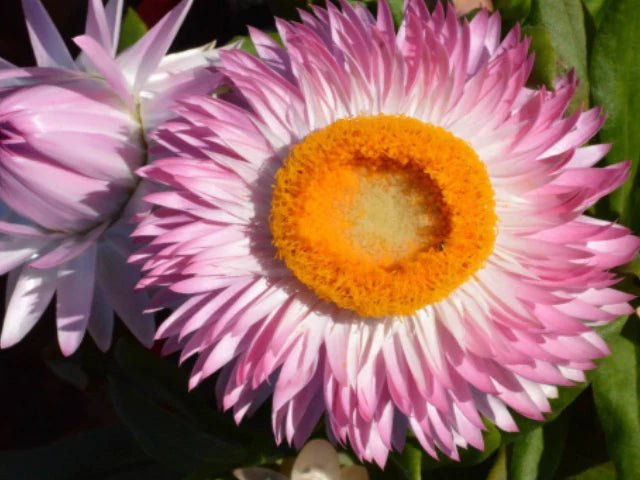 Paper Daisy Mohave Pink (Bracteantha) - Ladybird Nursery