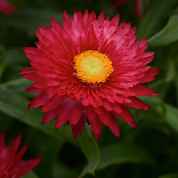 Paper Daisy Mohave Purple Red (Bracteantha)