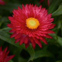 Paper Daisy Mohave Purple Red (Bracteantha) - Ladybird Nursery