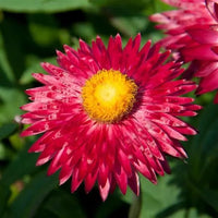 Paper Daisy Mohave Purple Red (Bracteantha) - Ladybird Nursery