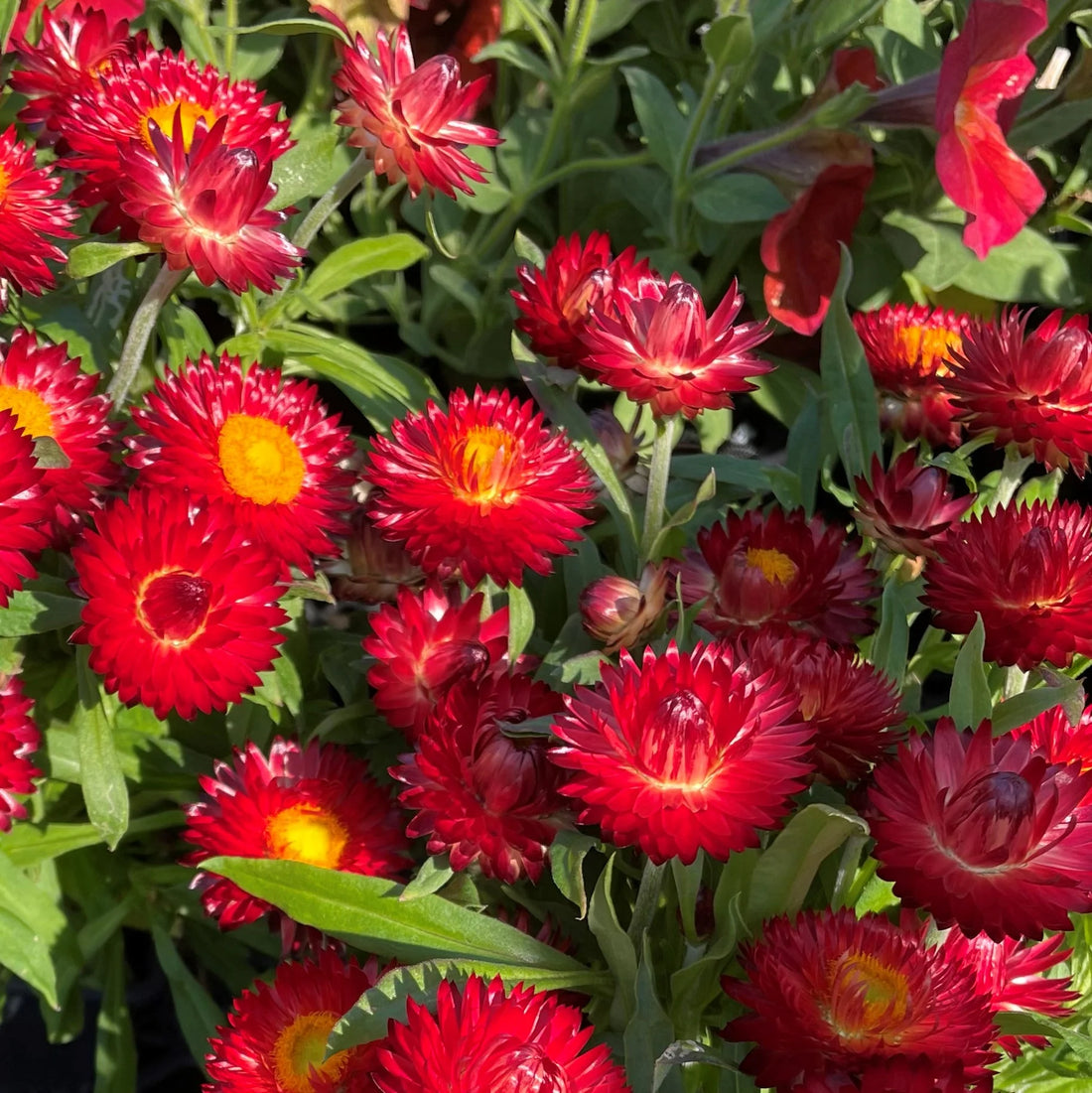 Paper Daisy Mohave Purple Red (Bracteantha) - Ladybird Nursery