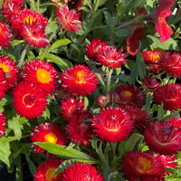 Paper Daisy Mohave Purple Red (Bracteantha)