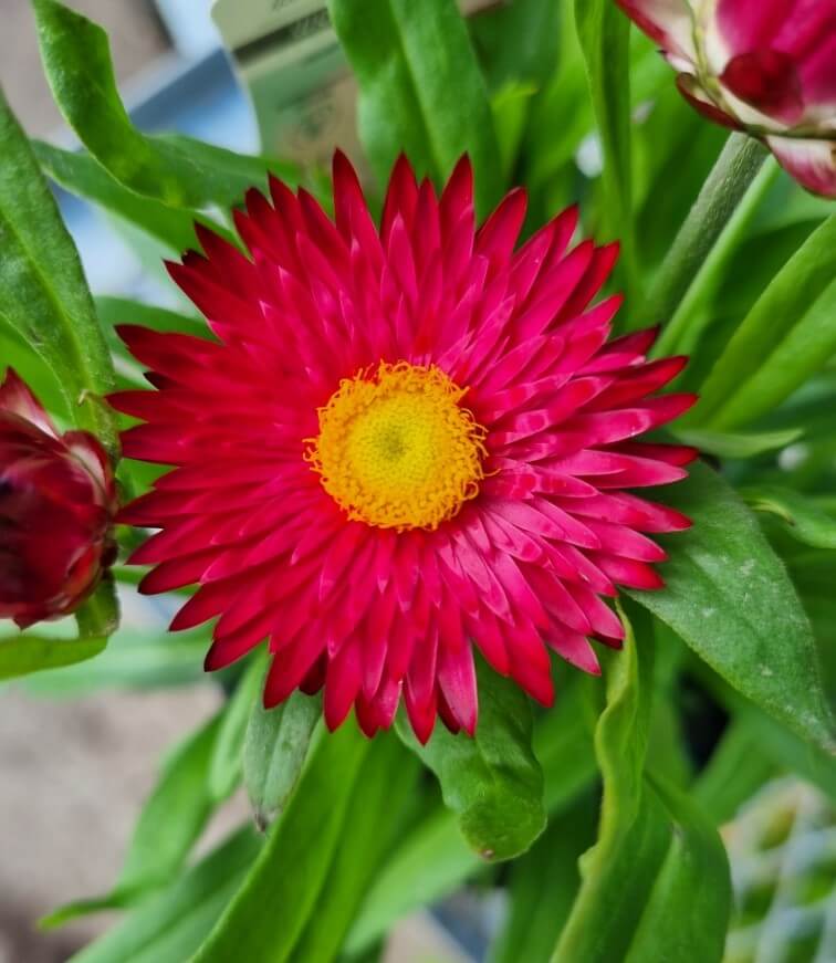 Paper Daisy Mohave Purple Red (Bracteantha)