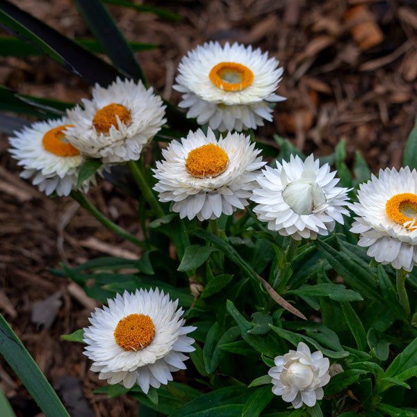 Paper Daisy Mohave White (Bracteantha) - Ladybird Nursery