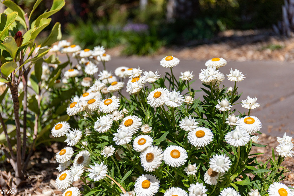 Paper Daisy Mohave White (Bracteantha)