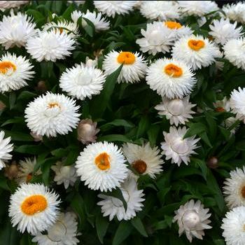 Paper Daisy Mohave White (Bracteantha) - Ladybird Nursery
