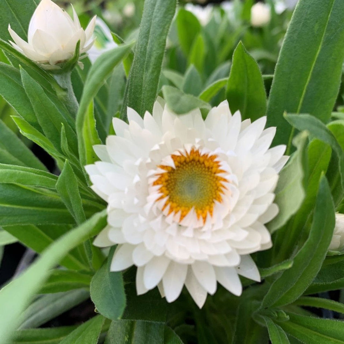 Paper Daisy Mohave White (Bracteantha) - Ladybird Nursery