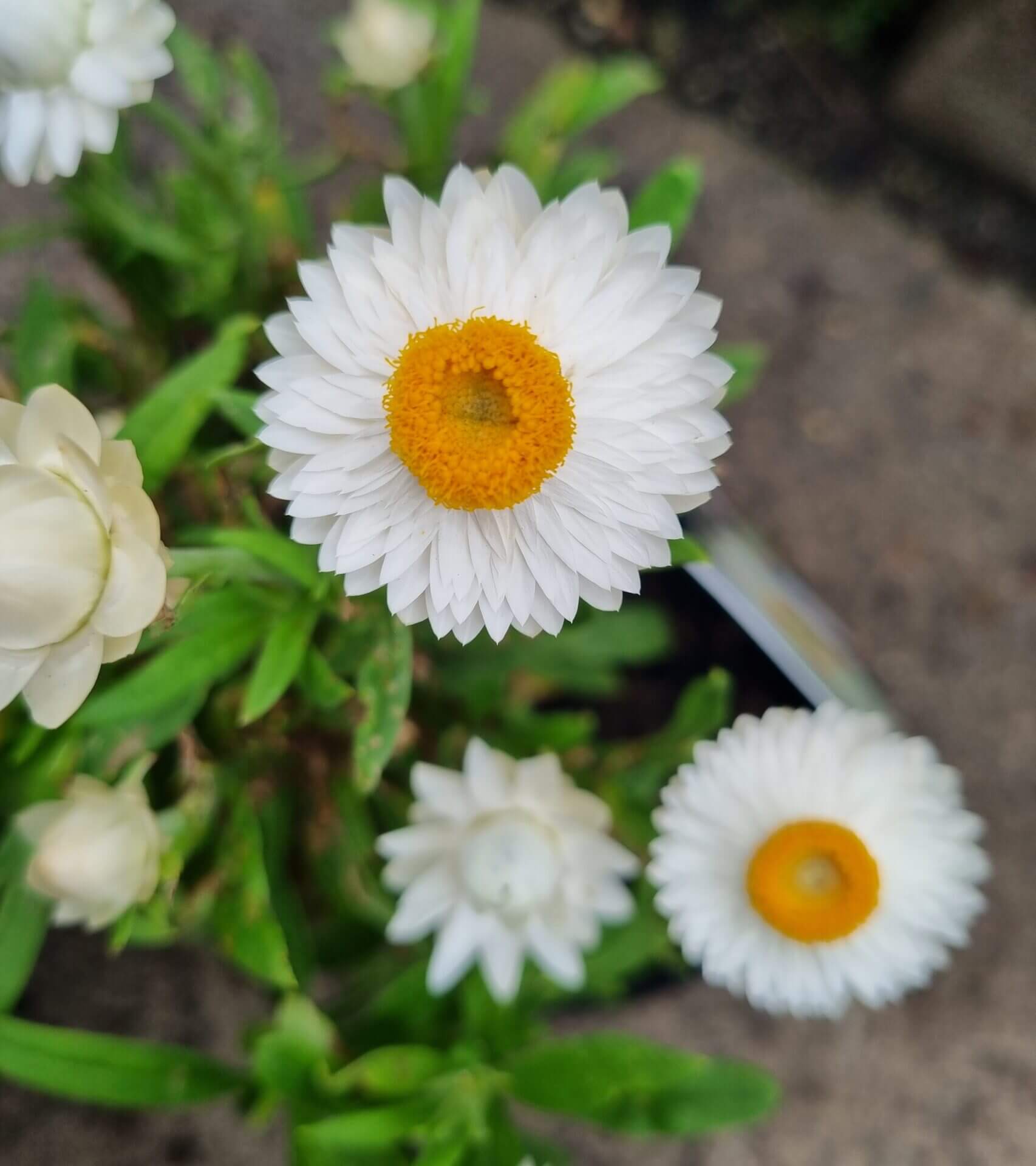 Paper Daisy Mohave White (Bracteantha) - Ladybird Nursery