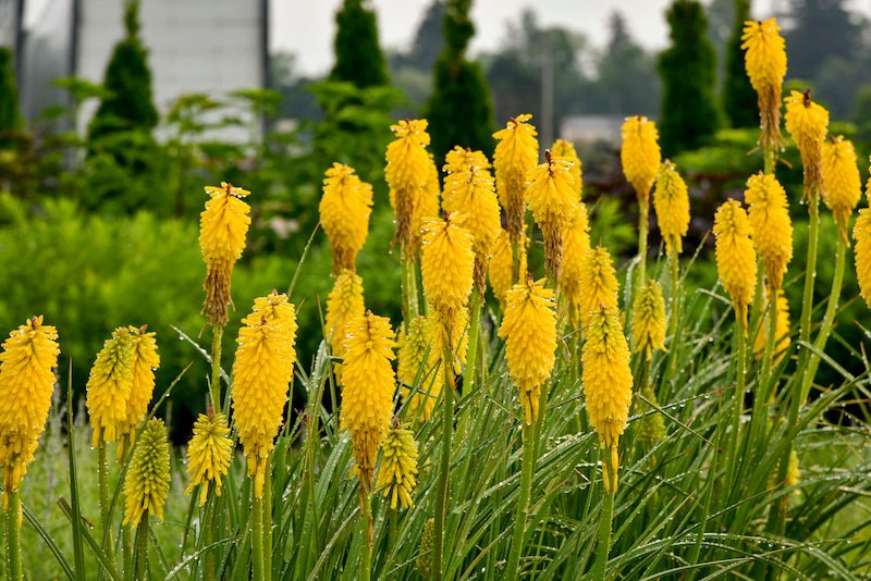 Red Hot Poker Poco Yellow (Kniphofia asphodelaceae) - Ladybird Nursery
