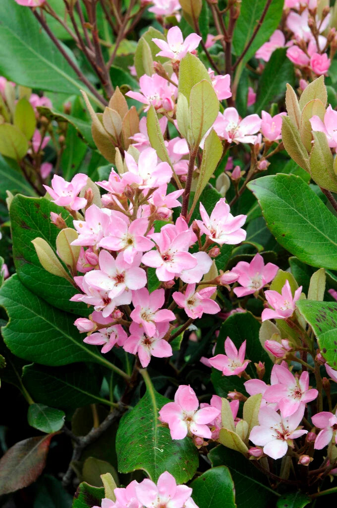 Rhaphiolepis indica Springtime