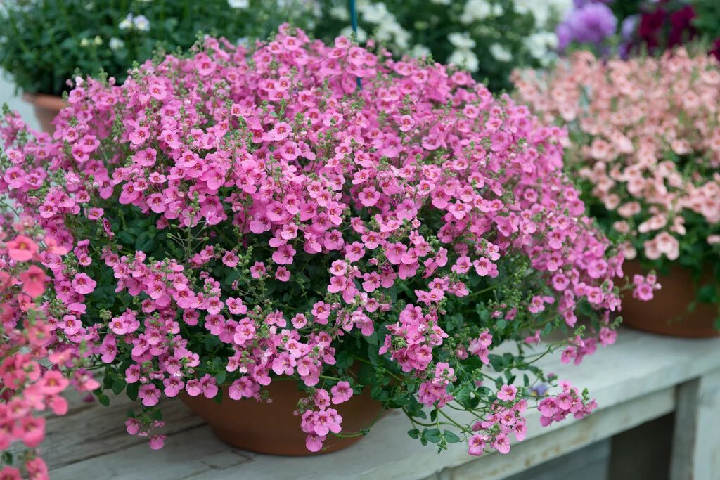 Twinspur Dancer (Diascia Little) - Ladybird Nursery
